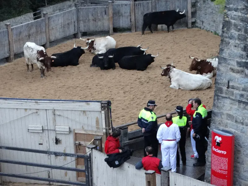 Toros descansando en los corrales antes del encierro (2014).
